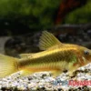 "Neon Gold Stripe"-Panzerwels, Corydoras Sp. "Neon Gold Stripe" (CW10)
