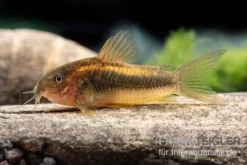 "Neon Gold Stripe"-Panzerwels, Corydoras Sp. "Neon Gold Stripe" (CW10) -Huisdierbenodigdheden Serie Neon Gold Stripe Panzerwels Corydoras sp Neon Gold Stripe CW10 neu 2