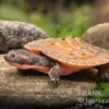 Neuguinea-Schnappschildkröte, Emydura Novaeguineae