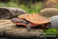 Neuguinea-Schnappschildkröte, Emydura Novaeguineae