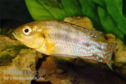 Huisdierbenodigdheden Serie -Huisdierbenodigdheden Serie Nichols Maulbrueter Pseudocrenilabrus nicholsi 2