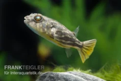 Nilkugelfisch, Tetraodon Fahaka (lineatus)