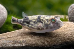 Nilkugelfisch, Tetraodon Fahaka (lineatus) -Huisdierbenodigdheden Serie Nilkugelfisch Tetraodon fahaka lineatus 1
