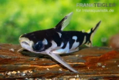 Ninja-Tatia, Tatia Musaica -Huisdierbenodigdheden Serie Ninja Tatia Tatia musaica3