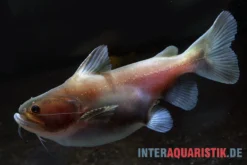 Oger-Wels, Asterophysus Batrachus -Huisdierbenodigdheden Serie Oger Wels Asterophysus batrachus 1