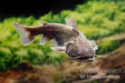 Oger-Wels, Asterophysus Batrachus -Huisdierbenodigdheden Serie Oger Wels Asterophysus batrachus neu 1