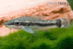 Bundle: 6x Ohrgitterharnischwels, Otocinclus Affinis (6 Stück)