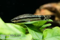 Bundle: 6x Ohrgitterharnischwels, Otocinclus Affinis (6 Stück) 5 Bundle: 6x Ohrgitterharnischwels, Otocinclus Affinis (6 Stück) -Huisdierbenodigdheden Serie Ohrgitterharnischwels Otocinclus affinis 3