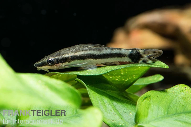 Bundle: 6x Ohrgitterharnischwels, Otocinclus Affinis (6 Stück) 3 Bundle: 6x Ohrgitterharnischwels, Otocinclus Affinis (6 Stück) – Bild 3