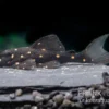 Orange Spot Pleco, LDA31, Panaqolus Albomaculatus