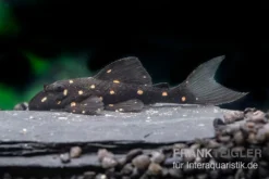 Orange Spot Pleco, LDA31, Panaqolus Albomaculatus