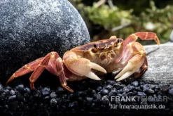 Orangenkrabbe, Sundathelphusa Sp. "orange" -Huisdierbenodigdheden Serie Orangenkrabbe Sundathelphusa sp orange 3