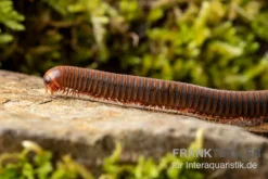 Orangener Piphun-Tausendfüßer, Spirobolus Sp. “Orange Piphun” 5 Orangener Piphun-Tausendfüßer, Spirobolus Sp. “Orange Piphun” -Huisdierbenodigdheden Serie Oranger Piphun Tausendfuesser Spirobolus sp Orange Piphun 3