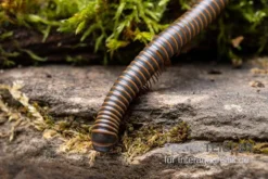 Oranger Tausendfüßer, Aulacobolus Sp. „Orange“