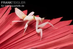 Orchideenmantis, Hymenopus Coronatus -Huisdierbenodigdheden Serie Orchideenmantis Hymenopus coronatus 2