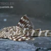 Orinoko Zwergschilderwels, L 202, Peckoltia Lineola