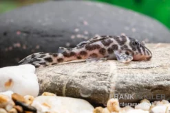 Ozelot-Harnischwels, Hypancistrus Spec. L174, 3-4 Cm -Huisdierbenodigdheden Serie Ozelot Harnischwels Hypancistrus spec L174 2