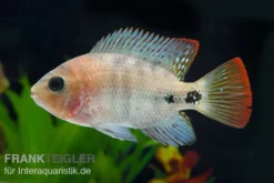 Quetzal-Buntbarsch, Cichlasoma Synspilum, DNZ 5 Quetzal-Buntbarsch, Cichlasoma Synspilum, DNZ -Huisdierbenodigdheden Serie Paraneetroplus melanurus 7