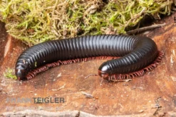 Parilis-Tausendfüßer, Mardonius Parilis Acuticonus