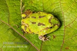 Pazifischer Hornfrosch, Ceratophrys Stolzmanni -Huisdierbenodigdheden Serie Pazifischer Hornfrosch Ceratophrys stolzmanni 3