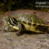 Penisula-Schmuckschildkröte, Pseudemys Peninsularis