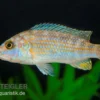 Perle Von Likoma, Melanochromis Joanjohnsonae
