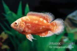 Pfauenaugenbuntbarsch "Albino Red Nemo", Astronotus Ocellatus