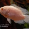 Albino Oscar, Pfauenaugenbuntbarsch, Astronotus Ocellatus