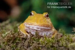 Pikachu-Pacman-Frog, Ceratophrys Cranwelli Pikachu 4 Pikachu-Pacman-Frog, Ceratophrys Cranwelli Pikachu -Huisdierbenodigdheden Serie Pikachu Pacman Frog Ceratophrys cranwelli Pikachu 02