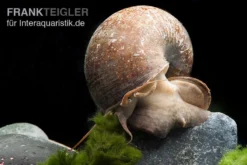 Afrikanische Riesen-Apfelschnecke, Pila Wernei -Huisdierbenodigdheden Serie Pila wernei 1a