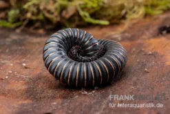 Pink Gestreifter Tausendfüßer, Odontostreptus Sjoestedti -Huisdierbenodigdheden Serie Pink gestreifter Tausendfuesser Odontostreptus sjoestedti 3