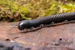 Pink Gestreifter Tausendfüßer, Odontostreptus Sjoestedti -Huisdierbenodigdheden Serie Pink gestreifter Tausendfuesser Odontostreptus sjoestedti 4