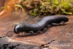 Pink Gestreifter Tausendfüßer, Odontostreptus Sjoestedti -Huisdierbenodigdheden Serie Pink gestreifter Tausendfuesser Odontostreptus sjoestedti 5