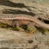 Pinkbauch-Stachelleguan, Sceloporus Variabilis