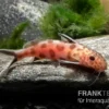 Pinker Kuckucks-Fiederbartwels, Synodontis Petricola "Pink"