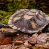 Plattschildkröte, Platemys Platycephala