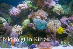 Goldfleck-Schlangenkopffisch, Channa Aurantimaculata