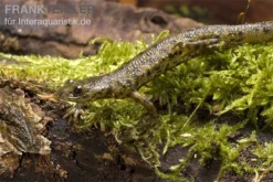 Spanischer Rippenmolch, Pleurodeles Waltl -Huisdierbenodigdheden Serie Pleurodeles waltl rippenmolch