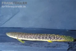 Pollis Flösselhecht, Polypterus Polli -Huisdierbenodigdheden Serie Pollis Floesselhecht Polypterus polli