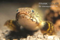 Schmuck-Flösselhecht, Polypterus Ornatipinnis, NZ -Huisdierbenodigdheden Serie Polypterus ornatipinnis FSWFT0874