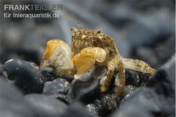 Pompomkrabbe, Ptychognathus Barbatus (Hongkong-Krabbe) -Huisdierbenodigdheden Serie Pompom krabbe