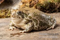Präriekröte, Bufo Cognatus -Huisdierbenodigdheden Serie Praeriekroete Bufo cognatus 3