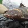 Frosch-Fettwels, Pseudopimelodus Raninus Raninus