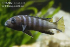 Mpanga Schmalbarsch, Pseudotropheus Elongatus Mpanga, DNZ