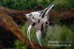 Skalar Platinum Marmor, Pterophyllum Scalare, 4-5 Cm, DNZ 5 Skalar Platinum Marmor, Pterophyllum Scalare, 4-5 Cm, DNZ -Huisdierbenodigdheden Serie Pterophyllum scalare Platinum Marble 7