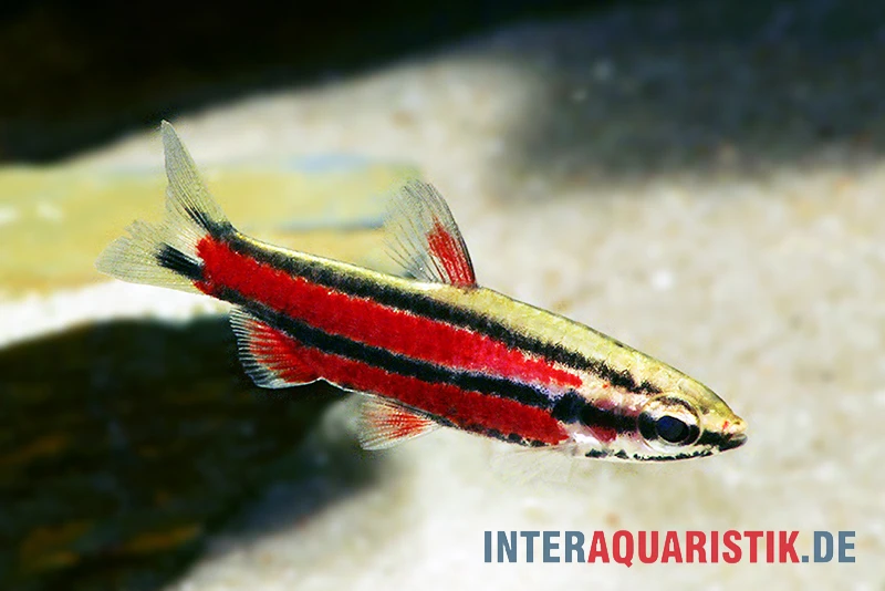 Purpur-Zwergziersalmler, Nannostomus Rubrocaudatus 1 Purpur-Zwergziersalmler, Nannostomus Rubrocaudatus