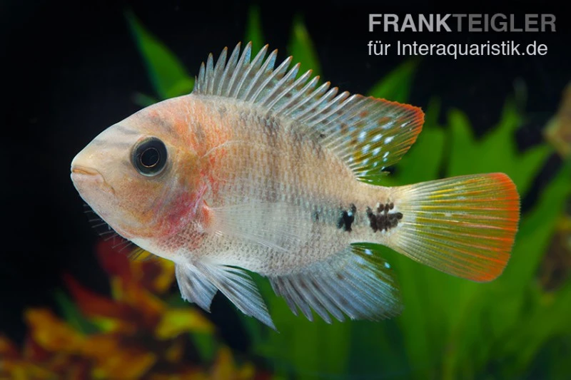 Quetzal-Buntbarsch, Cichlasoma Synspilum, DNZ 2 Quetzal-Buntbarsch, Cichlasoma Synspilum, DNZ – Bild 2