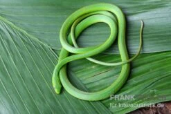 Raue Grasnatter, Opheodrys Aestivus -Huisdierbenodigdheden Serie Raue Grasnatter Opheodrys aestivus 3