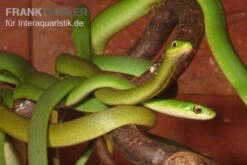 Raue Grasnatter, Opheodrys Aestivus -Huisdierbenodigdheden Serie Raue Grasnatter Opheodrys aestivus 5