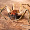 Red Fang Spider, Piloctenus Haematostoma